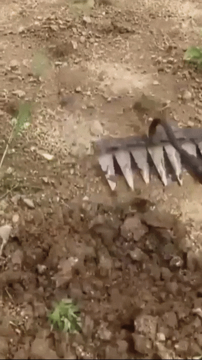 🌱 5-Tooth Carbon Steel Weeding Tool – 50% OFF | Don’t Miss Out!